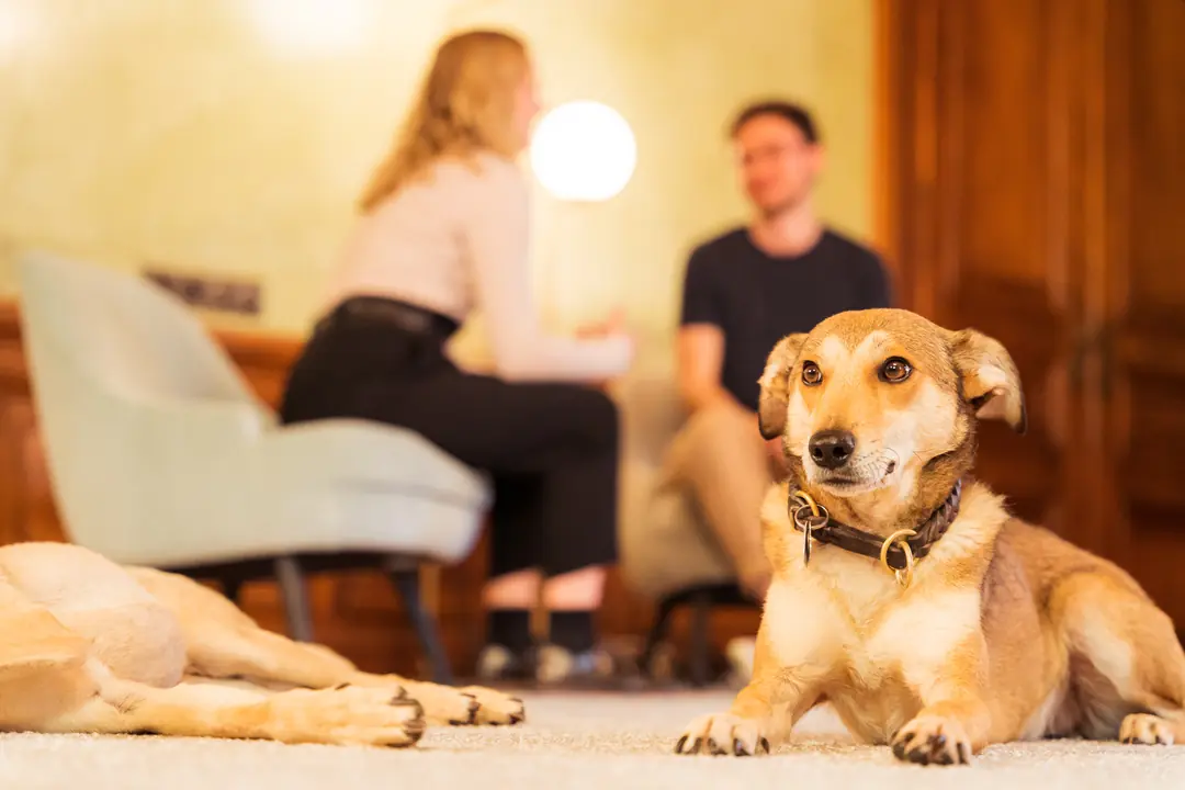 hund-wohnzimmer-paar-gespraech-teppich