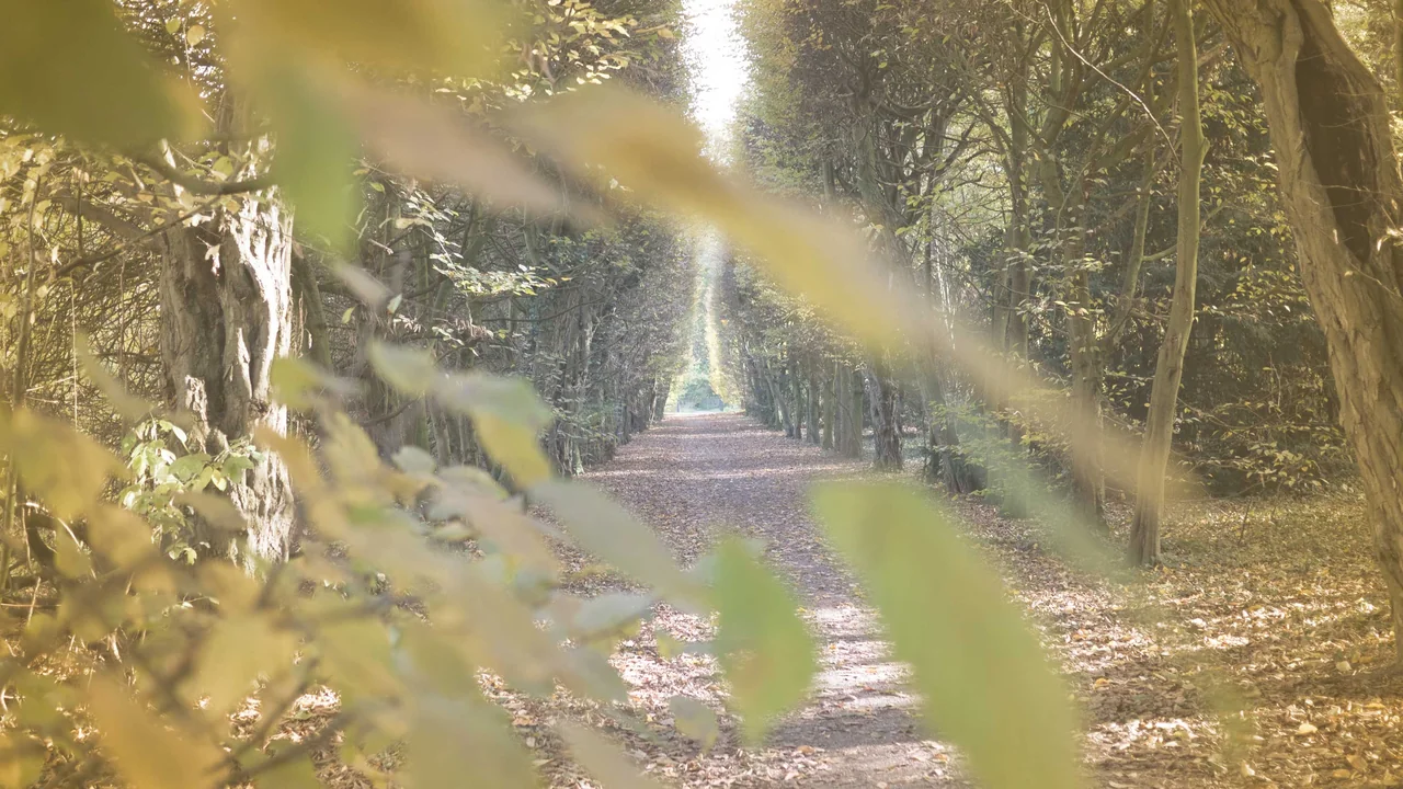 weg im wald