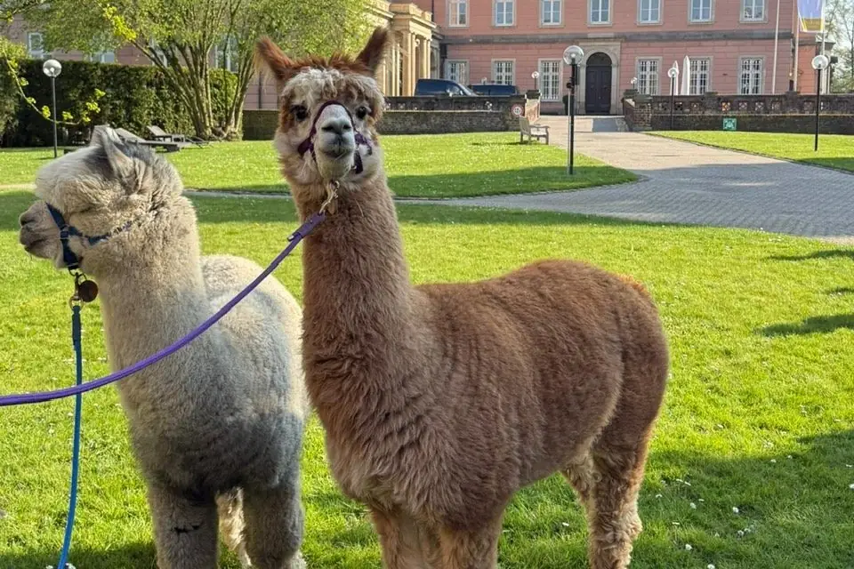 zwei-alpakas-gruene-wiese-universitaet-campus